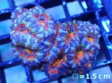 画像2: 【サンゴまとめ買い割引き10％〜20%OFF対象商品】【サンゴ】【通販】【オーストラリア産】カクオオトゲキクメイシ（Ultra/Special Rainbow)（個体販売）No.19（生体）（サンゴ） (2)