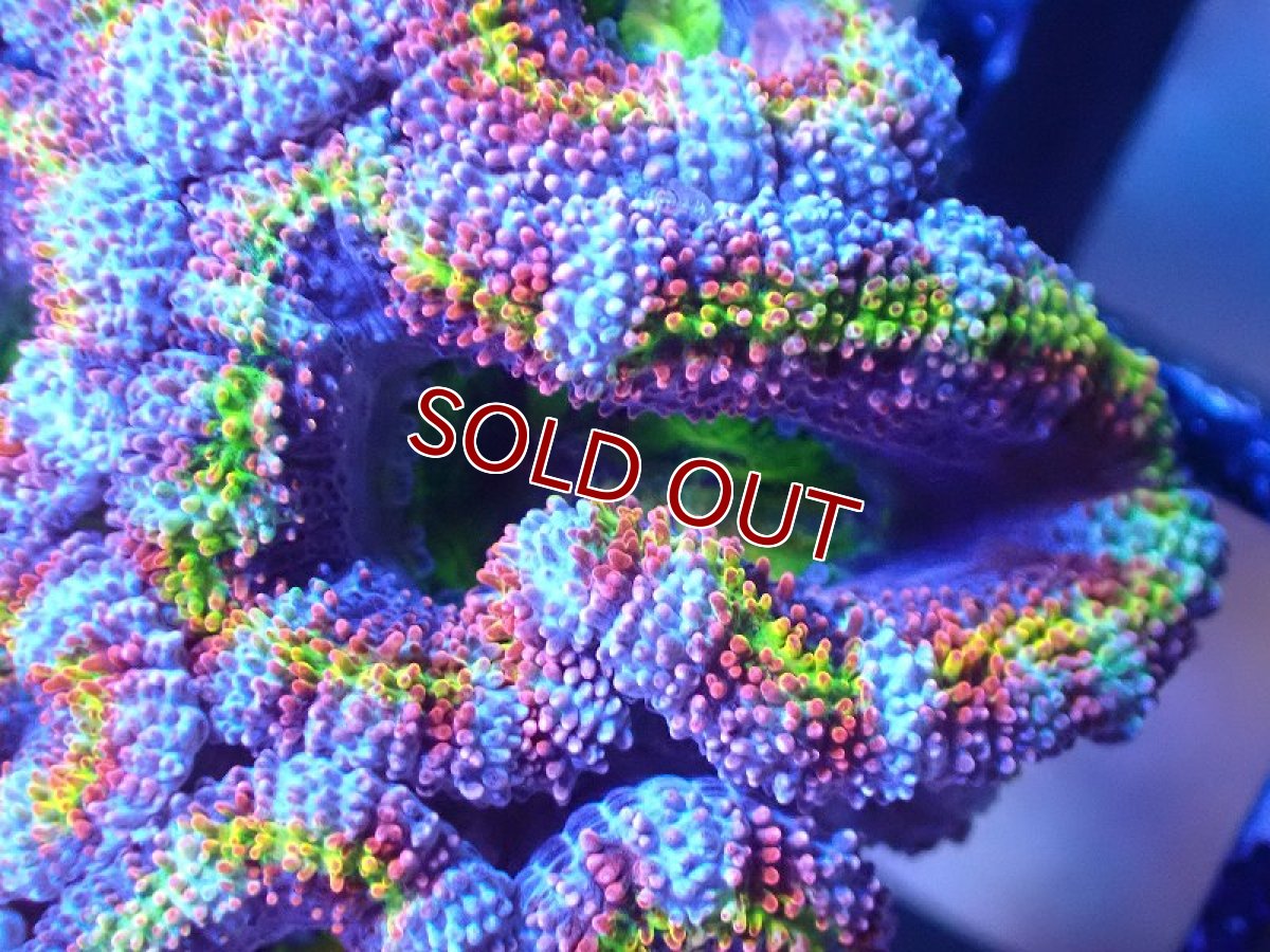 画像1: 【サンゴ】【通販】【オーストラリア産】カクオオトゲキクメイシ（Ultra/Special Rainbow)（個体販売）No.20（生体）（サンゴ） (1)