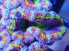 画像1: 【サンゴまとめ買い割引き10％〜20%OFF対象商品】【サンゴ】【通販】【オーストラリア産】カクオオトゲキクメイシ（Ultra/Special Rainbow)（個体販売）No.20（生体）（サンゴ） (1)