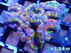 画像2: 【サンゴまとめ買い割引き10％〜20%OFF対象商品】【サンゴ】【通販】【オーストラリア産】カクオオトゲキクメイシ（Ultra/Special Rainbow)（個体販売）No.20（生体）（サンゴ） (2)