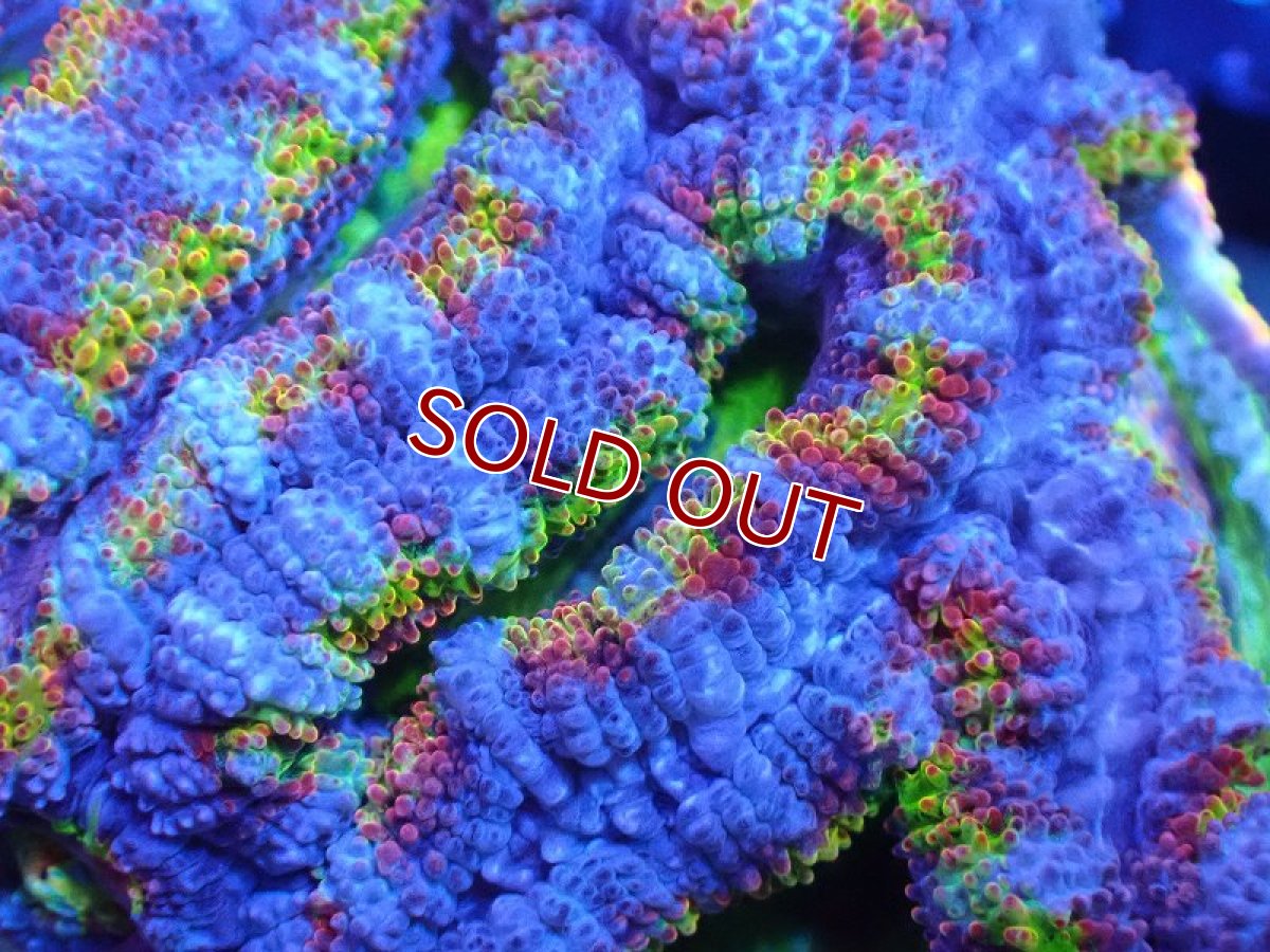 画像1: 【サンゴまとめ買い割引き10％〜20%OFF対象商品】 【サンゴ】【通販】【オーストラリア産】カクオオトゲキクメイシ（Ultra/Special Rainbow)（個体販売）No.21（生体）（サンゴ） (1)