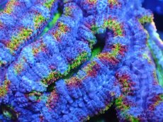 画像1: 【サンゴまとめ買い割引き10％〜20%OFF対象商品】【サンゴ】【通販】【オーストラリア産】カクオオトゲキクメイシ（Ultra/Special Rainbow)（個体販売）No.21（生体）（サンゴ） (1)