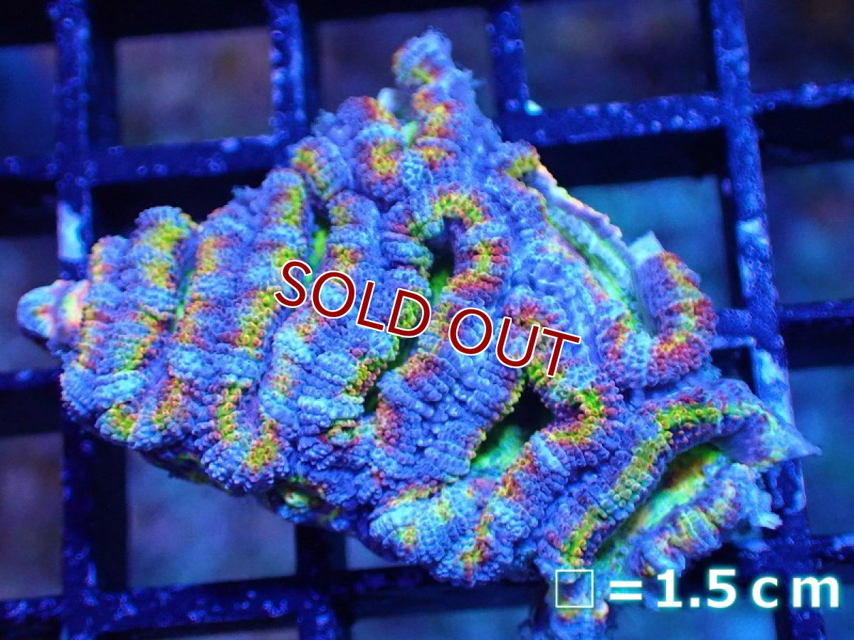 画像2: 【サンゴまとめ買い割引き10％〜20%OFF対象商品】 【サンゴ】【通販】【オーストラリア産】カクオオトゲキクメイシ（Ultra/Special Rainbow)（個体販売）No.21（生体）（サンゴ） (2)