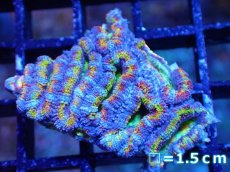 画像2: 【サンゴまとめ買い割引き10％〜20%OFF対象商品】【サンゴ】【通販】【オーストラリア産】カクオオトゲキクメイシ（Ultra/Special Rainbow)（個体販売）No.21（生体）（サンゴ） (2)