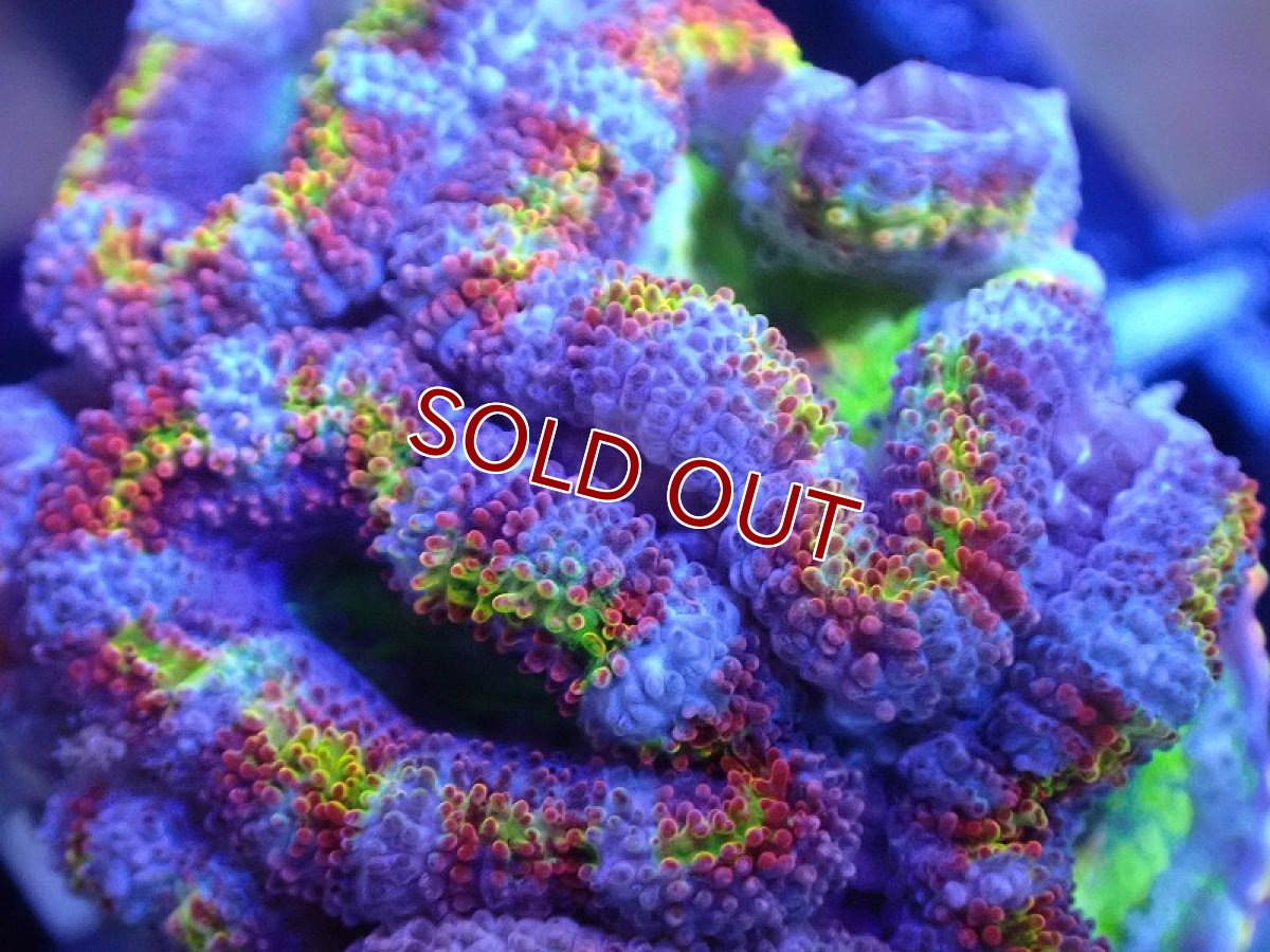 画像1: 【サンゴ】【通販】【オーストラリア産】カクオオトゲキクメイシ（Ultra/Special Rainbow)（個体販売）No.22（生体）（サンゴ） (1)