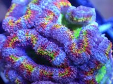 画像1: 【サンゴ】【通販】【オーストラリア産】カクオオトゲキクメイシ（Ultra/Special Rainbow)（個体販売）No.22（生体）（サンゴ） (1)