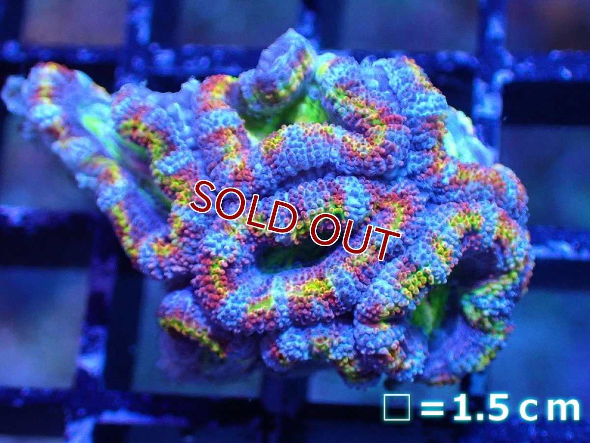 画像2: 【サンゴ】【通販】【オーストラリア産】カクオオトゲキクメイシ（Ultra/Special Rainbow)（個体販売）No.22（生体）（サンゴ） (2)