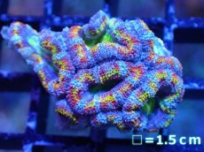 画像2: 【サンゴ】【通販】【オーストラリア産】カクオオトゲキクメイシ（Ultra/Special Rainbow)（個体販売）No.22（生体）（サンゴ） (2)