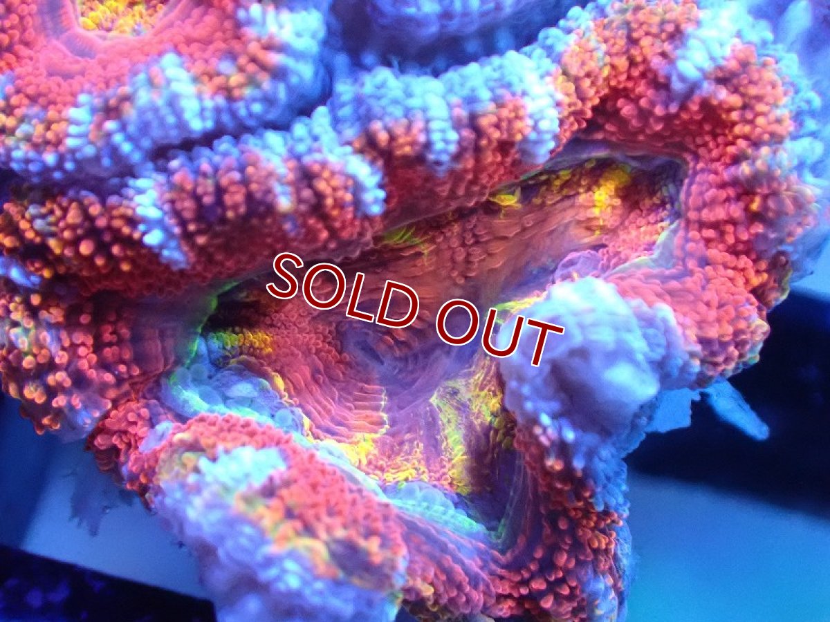 画像1: 【サンゴまとめ買い割引き10％〜20%OFF対象商品】 【サンゴ】【通販】【オーストラリア産】カクオオトゲキクメイシ（Ultra/Special Rainbow)（個体販売）No.23（生体）（サンゴ） (1)