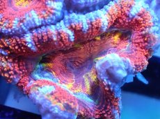 画像1: 【サンゴまとめ買い割引き10％〜20%OFF対象商品】【サンゴ】【通販】【オーストラリア産】カクオオトゲキクメイシ（Ultra/Special Rainbow)（個体販売）No.23（生体）（サンゴ） (1)