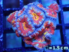 画像2: 【サンゴまとめ買い割引き10％〜20%OFF対象商品】【サンゴ】【通販】【オーストラリア産】カクオオトゲキクメイシ（Ultra/Special Rainbow)（個体販売）No.23（生体）（サンゴ） (2)