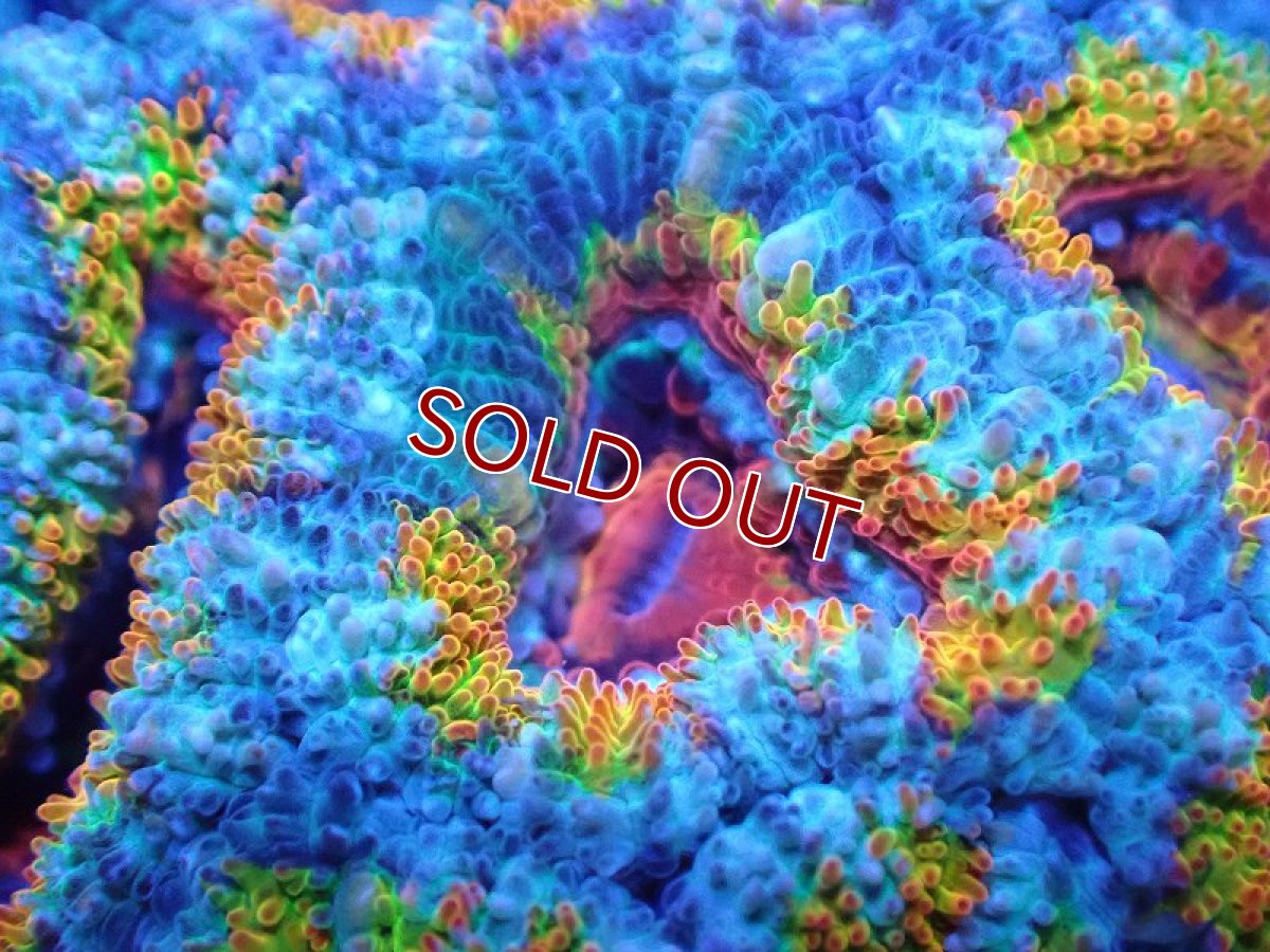 画像1: 【サンゴ】【通販】【オーストラリア産】カクオオトゲキクメイシ（Ultra/Special Rainbow)（個体販売）No.24（生体）（サンゴ） (1)