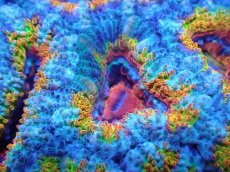 画像1: 【サンゴまとめ買い割引き10％〜20%OFF対象商品】【サンゴ】【通販】【オーストラリア産】カクオオトゲキクメイシ（Ultra/Special Rainbow)（個体販売）No.24（生体）（サンゴ） (1)