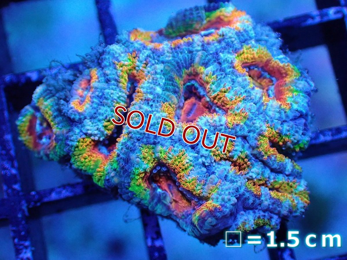 画像2: 【サンゴ】【通販】【オーストラリア産】カクオオトゲキクメイシ（Ultra/Special Rainbow)（個体販売）No.24（生体）（サンゴ） (2)