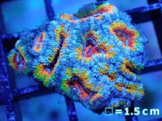 画像2: 【サンゴまとめ買い割引き10％〜20%OFF対象商品】【サンゴ】【通販】【オーストラリア産】カクオオトゲキクメイシ（Ultra/Special Rainbow)（個体販売）No.24（生体）（サンゴ） (2)