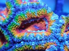 画像1: 【サンゴまとめ買い割引き10％〜20%OFF対象商品】【サンゴ】【通販】【オーストラリア産】カクオオトゲキクメイシ（Ultra/Special Rainbow)（個体販売）No.25（生体）（サンゴ） (1)