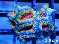 画像2: 【サンゴまとめ買い割引き10％〜20%OFF対象商品】【サンゴ】【通販】【オーストラリア産】カクオオトゲキクメイシ（Ultra/Special Rainbow)（個体販売）No.25（生体）（サンゴ） (2)