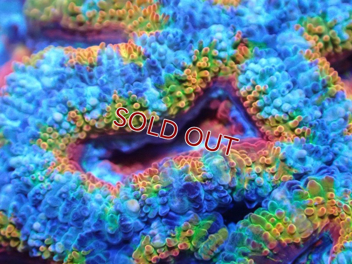 画像1: 【サンゴ】【通販】【オーストラリア産】カクオオトゲキクメイシ（Ultra/Special Rainbow)（個体販売）No.26（生体）（サンゴ） (1)