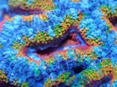 画像1: 【サンゴまとめ買い割引き10％〜20%OFF対象商品】【サンゴ】【通販】【オーストラリア産】カクオオトゲキクメイシ（Ultra/Special Rainbow)（個体販売）No.26（生体）（サンゴ） (1)