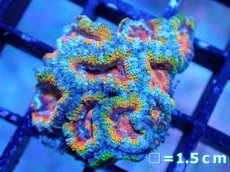 画像2: 【サンゴまとめ買い割引き10％〜20%OFF対象商品】【サンゴ】【通販】【オーストラリア産】カクオオトゲキクメイシ（Ultra/Special Rainbow)（個体販売）No.26（生体）（サンゴ） (2)