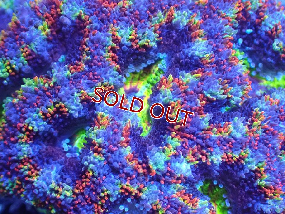 画像1: 【サンゴまとめ買い割引き10％〜20%OFF対象商品】 【サンゴ】【通販】【オーストラリア産】カクオオトゲキクメイシ（Ultra/Special Rainbow)（個体販売）No.27（生体）（サンゴ） (1)