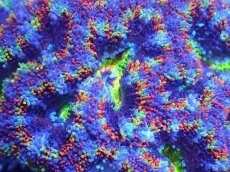 画像1: 【サンゴまとめ買い割引き10％〜20%OFF対象商品】【サンゴ】【通販】【オーストラリア産】カクオオトゲキクメイシ（Ultra/Special Rainbow)（個体販売）No.27（生体）（サンゴ） (1)