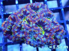 画像2: 【サンゴまとめ買い割引き10％〜20%OFF対象商品】【サンゴ】【通販】【オーストラリア産】カクオオトゲキクメイシ（Ultra/Special Rainbow)（個体販売）No.27（生体）（サンゴ） (2)