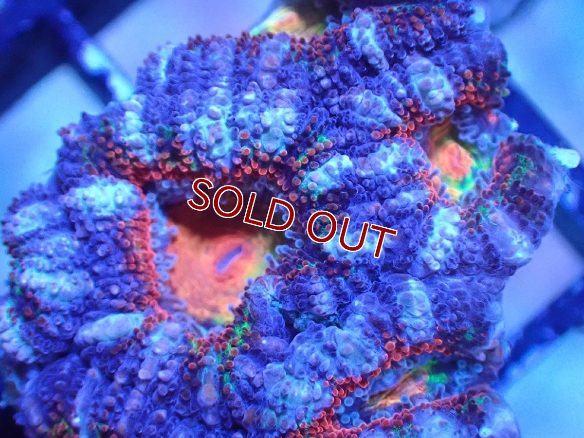 画像1: 【サンゴまとめ買い割引き10％〜20%OFF対象商品】 【サンゴ】【通販】【オーストラリア産】カクオオトゲキクメイシ（Ultra/Rainbow Core)（個体販売）No.28（生体）（サンゴ） (1)