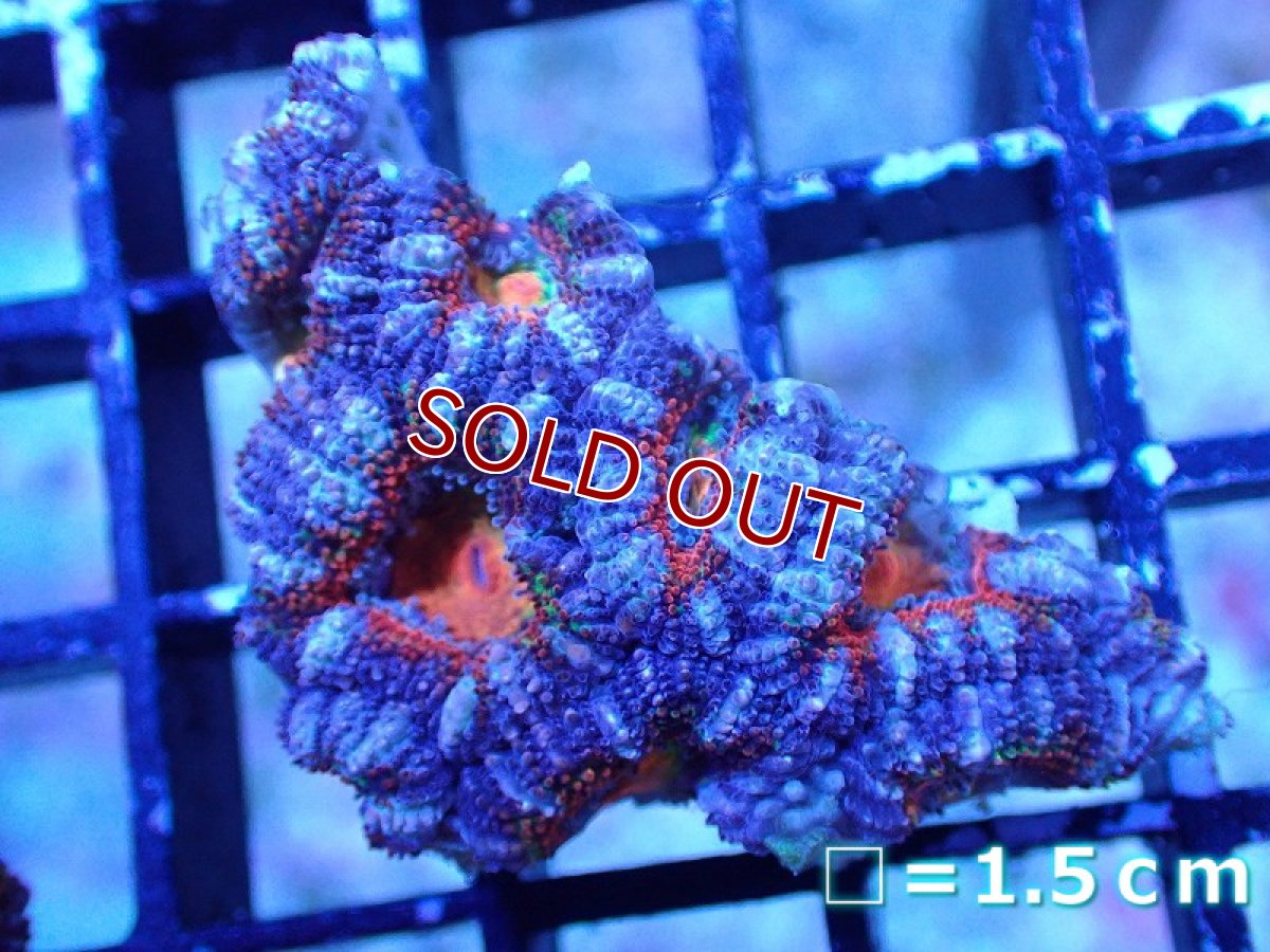 画像2: 【サンゴまとめ買い割引き10％〜20%OFF対象商品】 【サンゴ】【通販】【オーストラリア産】カクオオトゲキクメイシ（Ultra/Rainbow Core)（個体販売）No.28（生体）（サンゴ） (2)