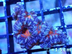 画像2: 【サンゴまとめ買い割引き10％〜20%OFF対象商品】【サンゴ】【通販】【オーストラリア産】カクオオトゲキクメイシ（Ultra/Rainbow Core)（個体販売）No.28（生体）（サンゴ） (2)