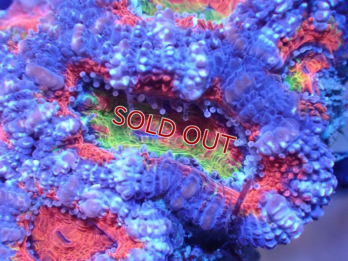 画像1: 【サンゴ】【通販】【オーストラリア産】カクオオトゲキクメイシ（Ultra/Rainbow Core)（個体販売）No.29（生体）（サンゴ） (1)