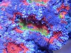 画像1: 【サンゴまとめ買い割引き10％〜20%OFF対象商品】【サンゴ】【通販】【オーストラリア産】カクオオトゲキクメイシ（Ultra/Rainbow Core)（個体販売）No.29（生体）（サンゴ） (1)