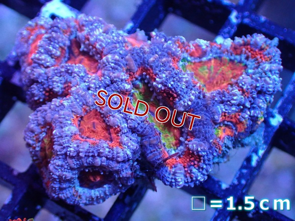 画像2: 【サンゴ】【通販】【オーストラリア産】カクオオトゲキクメイシ（Ultra/Rainbow Core)（個体販売）No.29（生体）（サンゴ） (2)