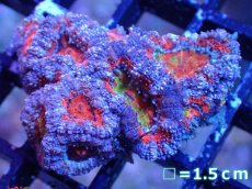 画像2: 【サンゴまとめ買い割引き10％〜20%OFF対象商品】【サンゴ】【通販】【オーストラリア産】カクオオトゲキクメイシ（Ultra/Rainbow Core)（個体販売）No.29（生体）（サンゴ） (2)