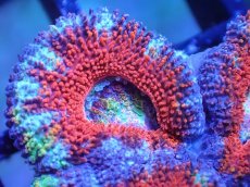 画像1: 【サンゴまとめ買い割引き10％〜20%OFF対象商品】【サンゴ】【通販】【オーストラリア産】カクオオトゲキクメイシ（Ultra/Rainbow Core)（個体販売）No.30（生体）（サンゴ） (1)