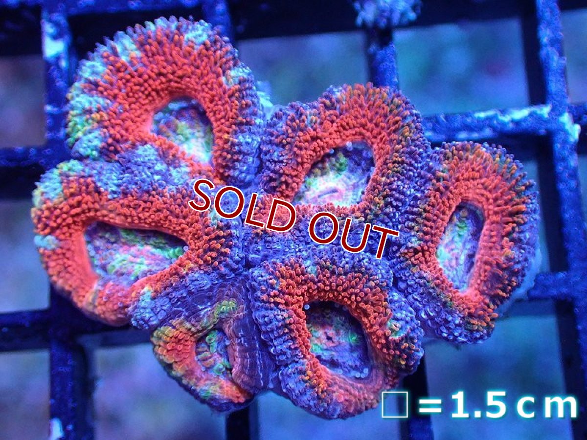画像2: 【サンゴまとめ買い割引き10％〜20%OFF対象商品】 【サンゴ】【通販】【オーストラリア産】カクオオトゲキクメイシ（Ultra/Rainbow Core)（個体販売）No.30（生体）（サンゴ） (2)