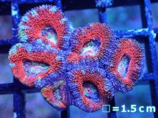 画像2: 【サンゴまとめ買い割引き10％〜20%OFF対象商品】【サンゴ】【通販】【オーストラリア産】カクオオトゲキクメイシ（Ultra/Rainbow Core)（個体販売）No.30（生体）（サンゴ） (2)