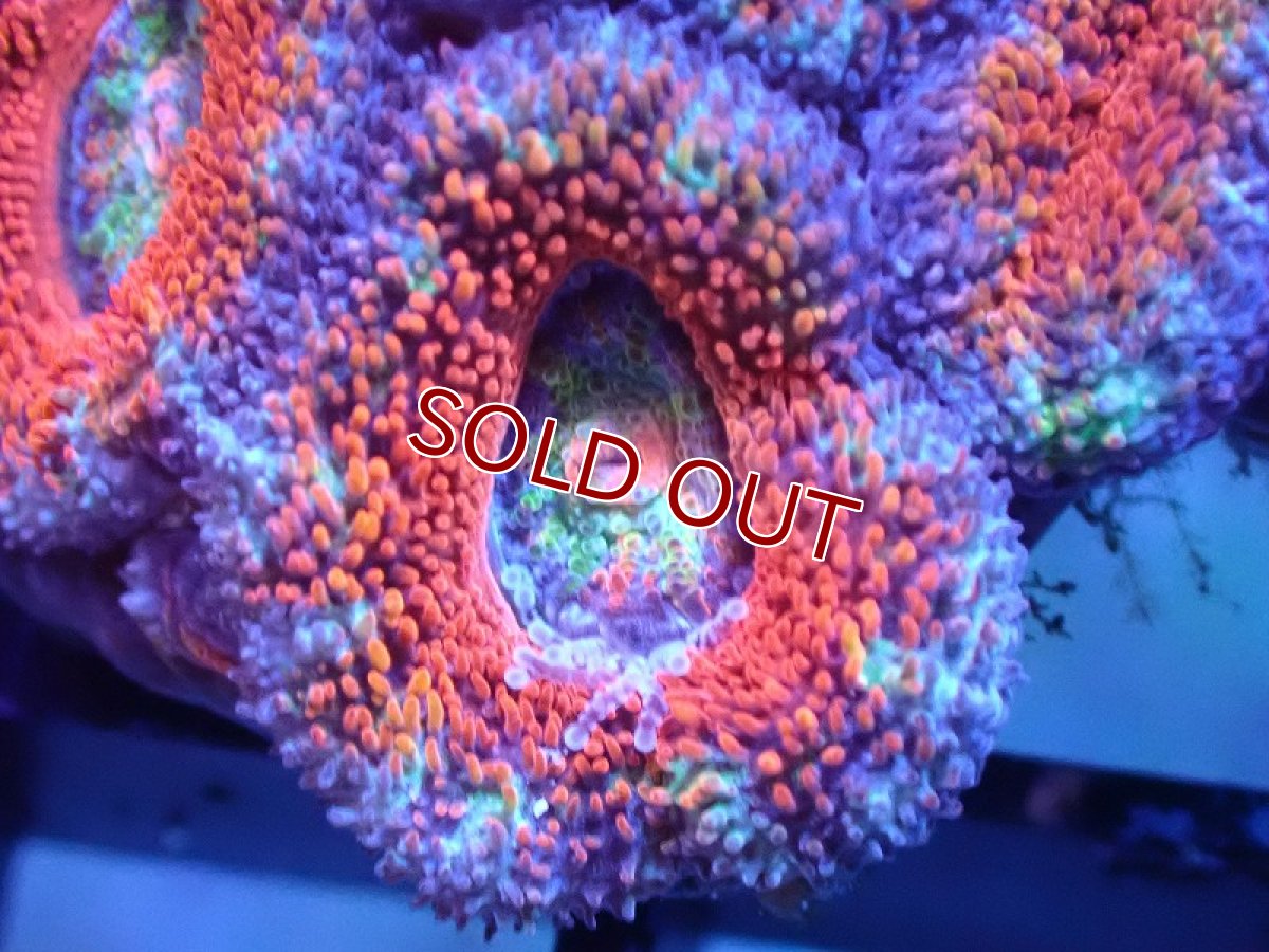 画像1: 【サンゴ】【通販】【オーストラリア産】カクオオトゲキクメイシ（Ultra/Rainbow Core)（個体販売）No.31（生体）（サンゴ） (1)