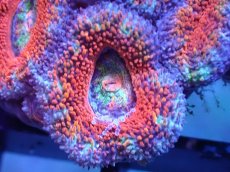 画像1: 【サンゴまとめ買い割引き10％〜20%OFF対象商品】【サンゴ】【通販】【オーストラリア産】カクオオトゲキクメイシ（Ultra/Rainbow Core)（個体販売）No.31（生体）（サンゴ） (1)