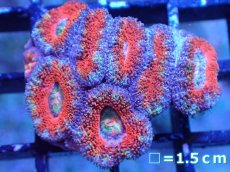 画像2: 【サンゴまとめ買い割引き10％〜20%OFF対象商品】【サンゴ】【通販】【オーストラリア産】カクオオトゲキクメイシ（Ultra/Rainbow Core)（個体販売）No.31（生体）（サンゴ） (2)