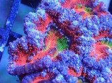 画像1: 【サンゴまとめ買い割引き10％〜20%OFF対象商品】【サンゴ】【通販】【オーストラリア産】カクオオトゲキクメイシ（Ultra/Rainbow Core)（個体販売）No.32（生体）（サンゴ） (1)