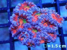 画像2: 【サンゴまとめ買い割引き10％〜20%OFF対象商品】【サンゴ】【通販】【オーストラリア産】カクオオトゲキクメイシ（Ultra/Rainbow Core)（個体販売）No.32（生体）（サンゴ） (2)