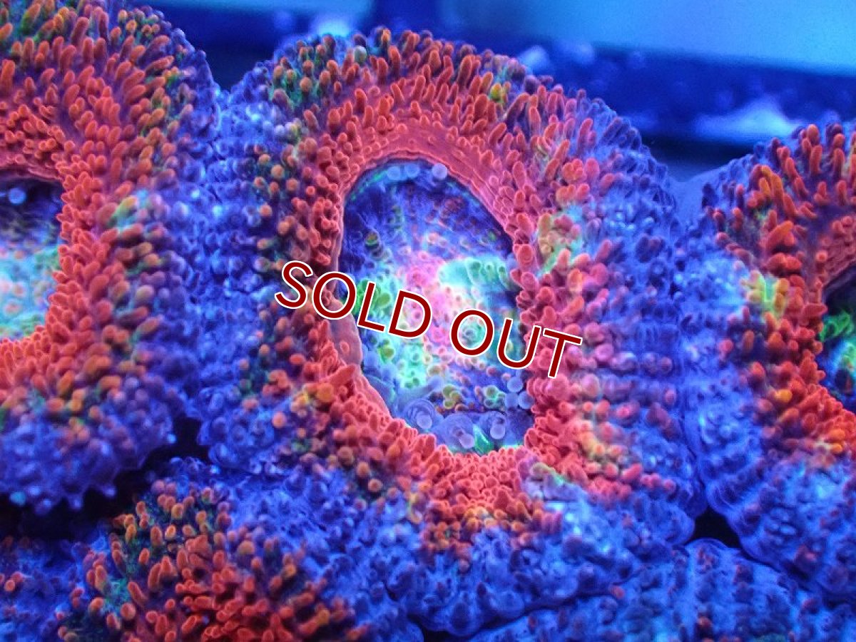 画像1: 【サンゴまとめ買い割引き10％〜20%OFF対象商品】 【サンゴ】【通販】【オーストラリア産】カクオオトゲキクメイシ（Ultra/Rainbow Core)（個体販売）No.33（生体）（サンゴ） (1)