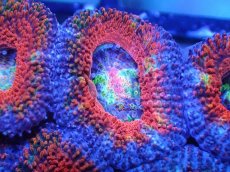 画像1: 【サンゴまとめ買い割引き10％〜20%OFF対象商品】【サンゴ】【通販】【オーストラリア産】カクオオトゲキクメイシ（Ultra/Rainbow Core)（個体販売）No.33（生体）（サンゴ） (1)