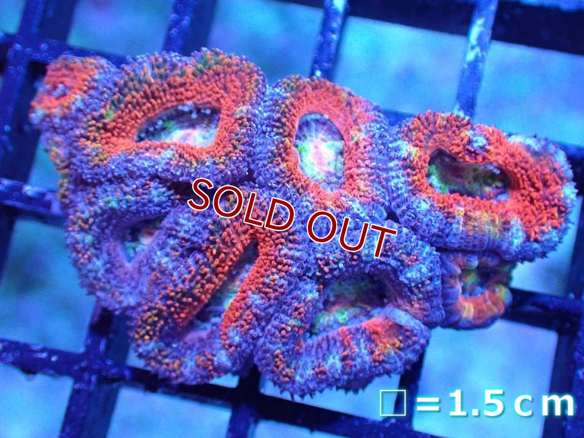 画像2: 【サンゴまとめ買い割引き10％〜20%OFF対象商品】 【サンゴ】【通販】【オーストラリア産】カクオオトゲキクメイシ（Ultra/Rainbow Core)（個体販売）No.33（生体）（サンゴ） (2)