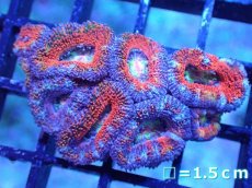 画像2: 【サンゴまとめ買い割引き10％〜20%OFF対象商品】【サンゴ】【通販】【オーストラリア産】カクオオトゲキクメイシ（Ultra/Rainbow Core)（個体販売）No.33（生体）（サンゴ） (2)