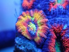 画像1: 【サンゴまとめ買い割引き10％〜20%OFF対象商品】【サンゴ】【通販】【オーストラリア産】カクオオトゲキクメイシ（Ultra/Rainbow Core)（個体販売）No.34（生体）（サンゴ） (1)