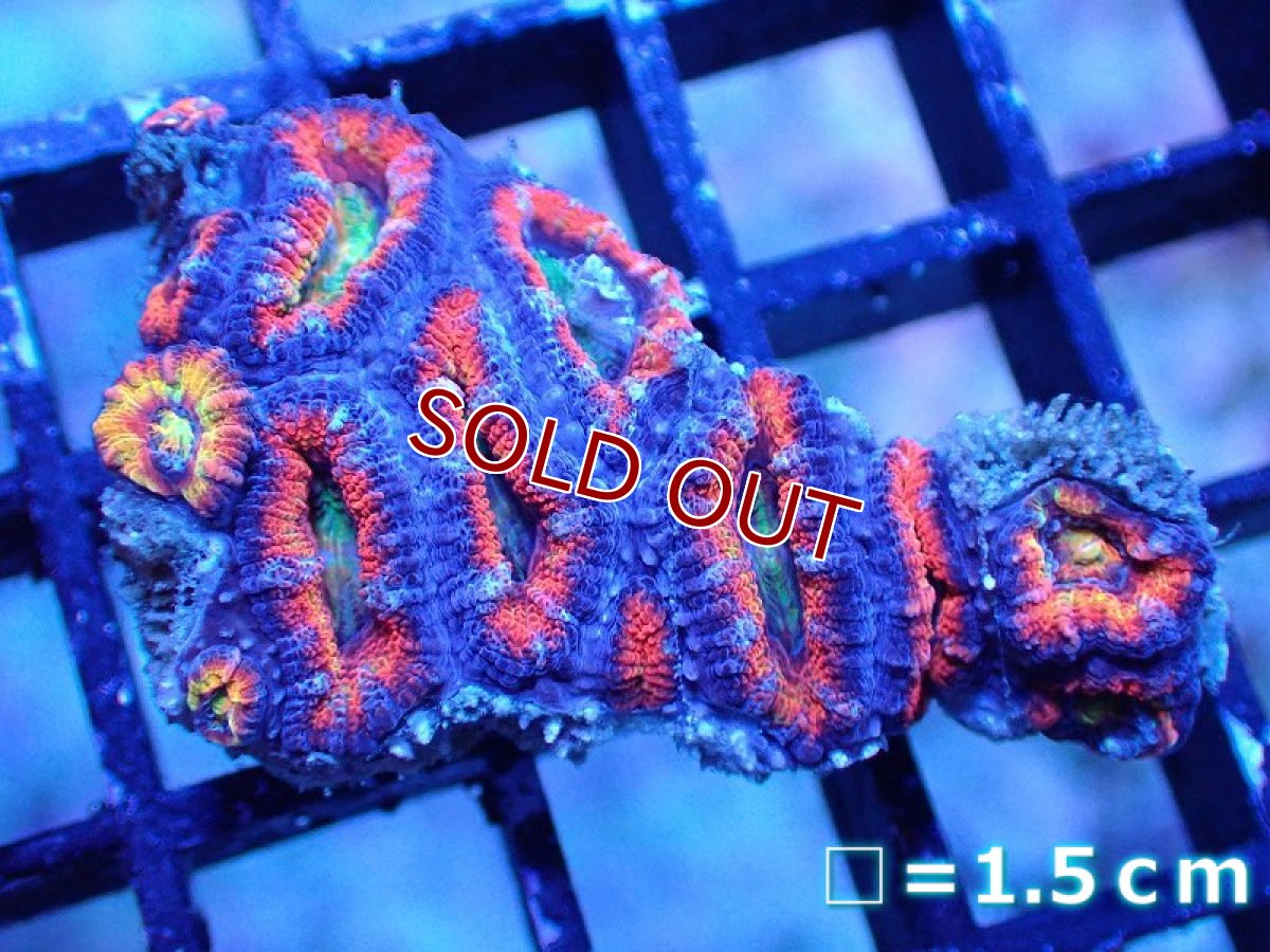 画像2: 【サンゴ】【通販】【オーストラリア産】カクオオトゲキクメイシ（Ultra/Rainbow Core)（個体販売）No.34（生体）（サンゴ） (2)