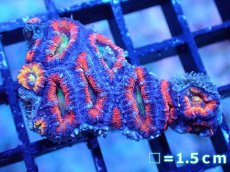 画像2: 【サンゴまとめ買い割引き10％〜20%OFF対象商品】【サンゴ】【通販】【オーストラリア産】カクオオトゲキクメイシ（Ultra/Rainbow Core)（個体販売）No.34（生体）（サンゴ） (2)