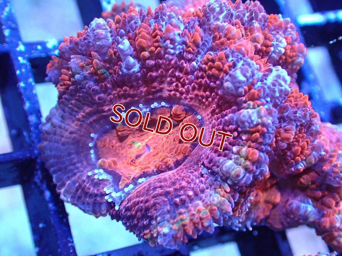 画像1: 【サンゴまとめ買い割引き10％〜20%OFF対象商品】 【サンゴ】【通販】【オーストラリア産】カクオオトゲキクメイシ（Ultra Grade)（個体販売）No.35（生体）（サンゴ） (1)